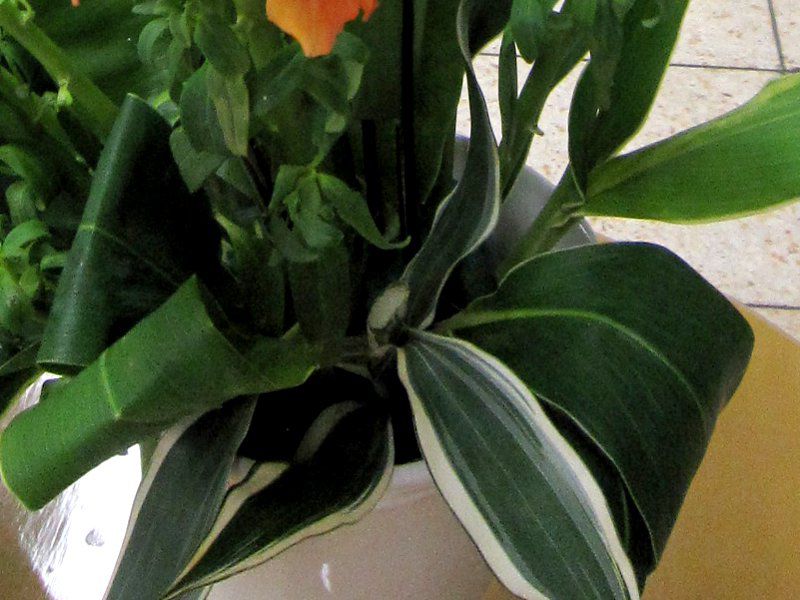 �h���Z�i�E���[�l�b�L�[(Dracaena warneckii)